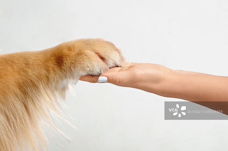 白色背景的金毛寻回犬图片素材