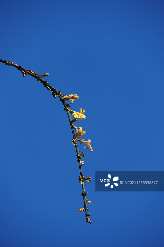 好一朵迎春花图片素材