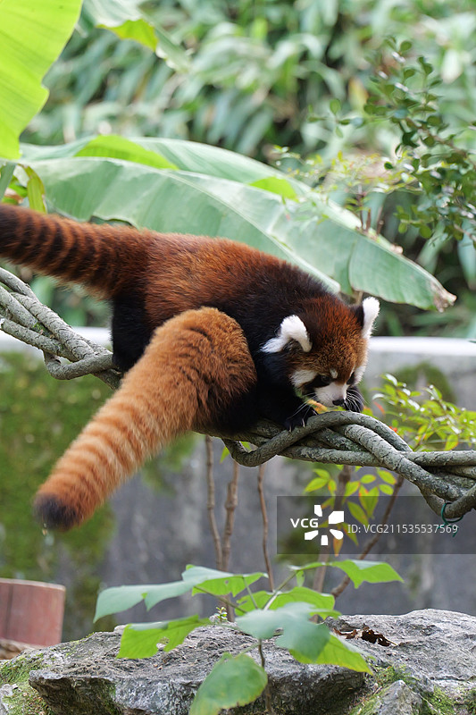 小熊猫宝宝跨越小熊猫宝宝图片素材