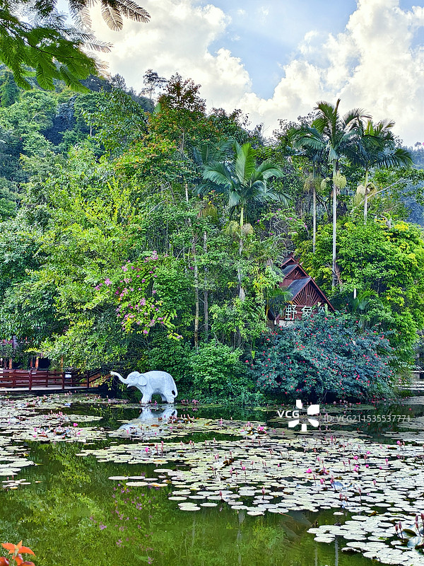 西双版纳野象谷景区图片素材