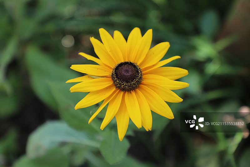 黑心金光菊图片素材