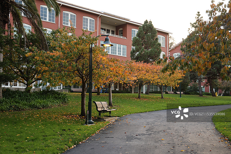 美国旧金山_Presidio 金黄树叶 路灯 长椅图片素材