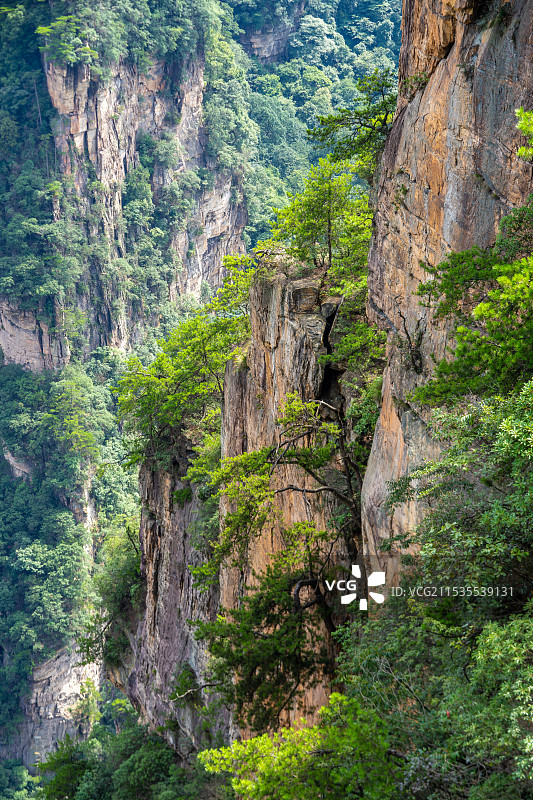 中国湖南张家界景区奇特山峰与茂密森林图片素材