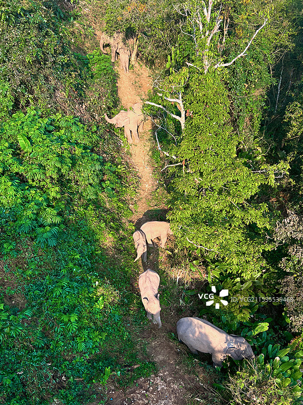 西双版纳野象谷缆车上拍的野象图片素材
