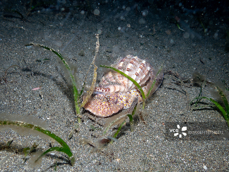 夜幕下的沙地精灵：邂逅菲律宾Anilao的斑纹海螺图片素材