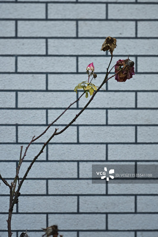 冬天干枯的月季花和背景墙图片素材