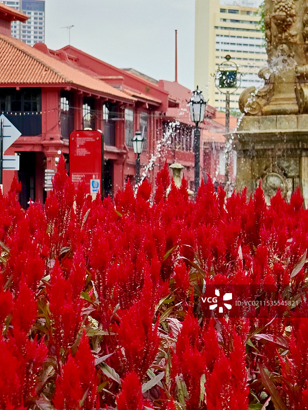 马六甲荷兰红屋广场之鸡冠花图片素材