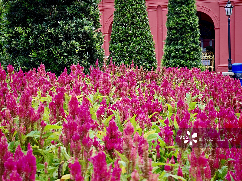 马六甲荷兰红屋广场之鸡冠花图片素材