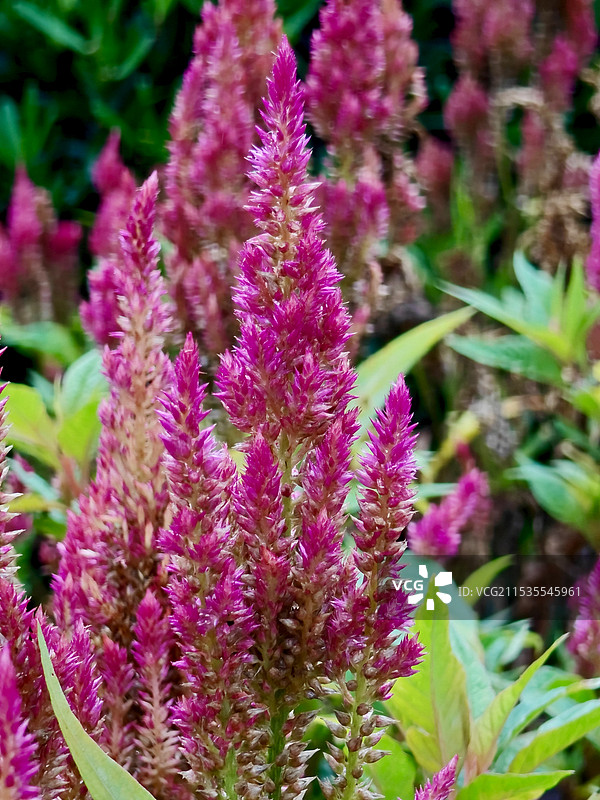 马六甲荷兰红屋广场之鸡冠花图片素材