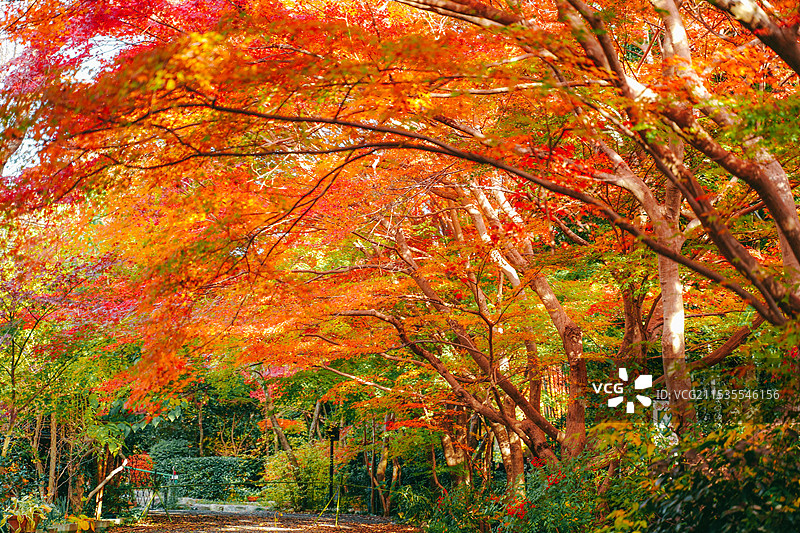 秋天红叶大道图片素材
