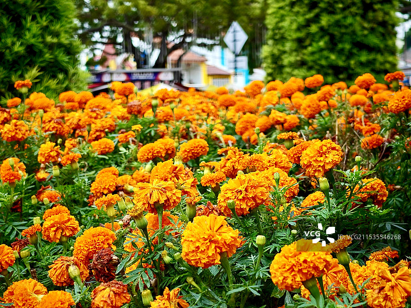 马六甲荷兰红屋广场之万寿菊图片素材