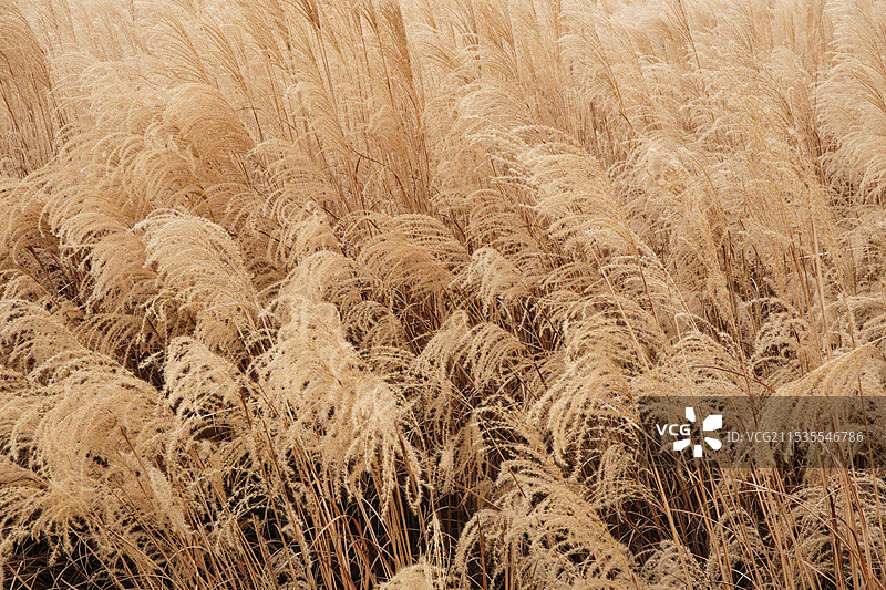 秋天的芦苇荡图片素材