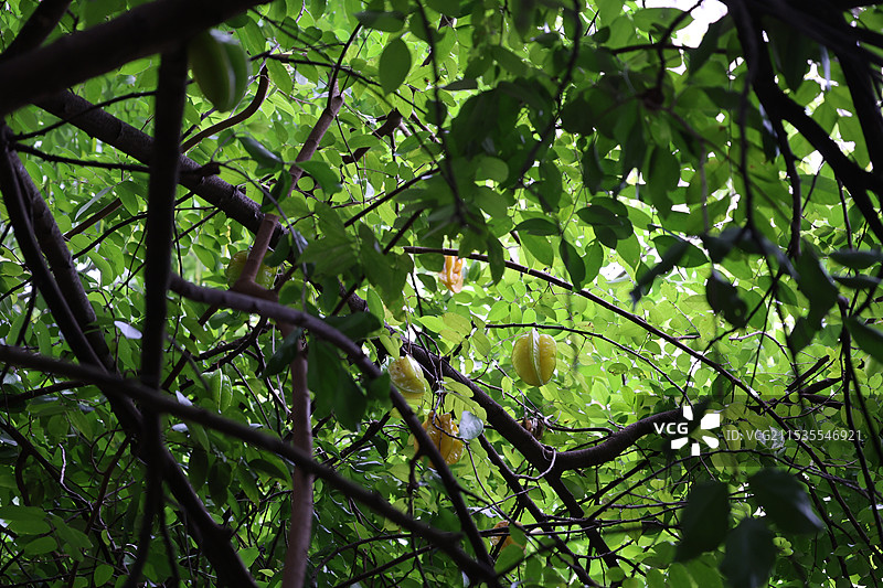 海南三亚亚龙湾火车站植物杨桃树，丰收图片素材