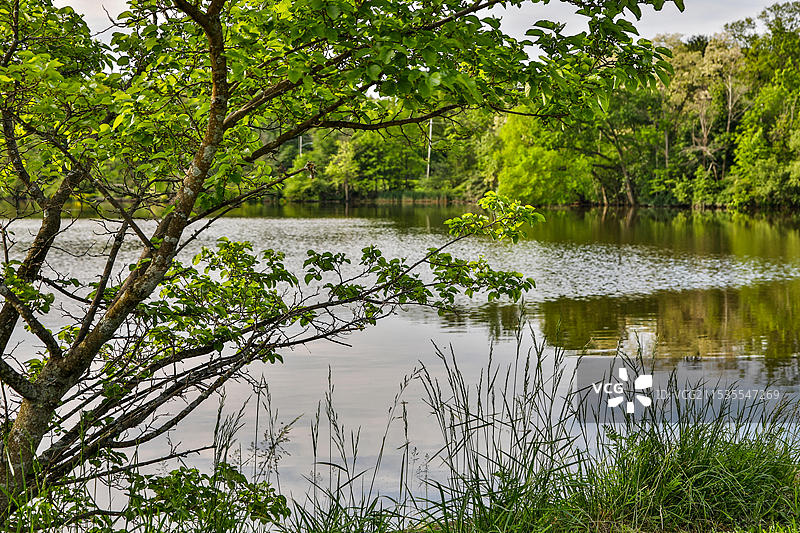 美国，俄亥俄州，谢克海茨，马蹄湖的宁静早晨图片素材