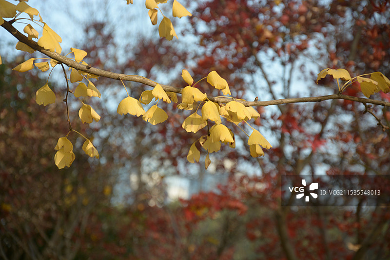 世纪公园图片素材