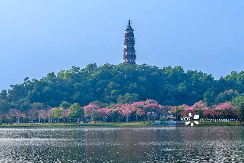 顺德的顺峰山公园的青云塔与花海图片素材