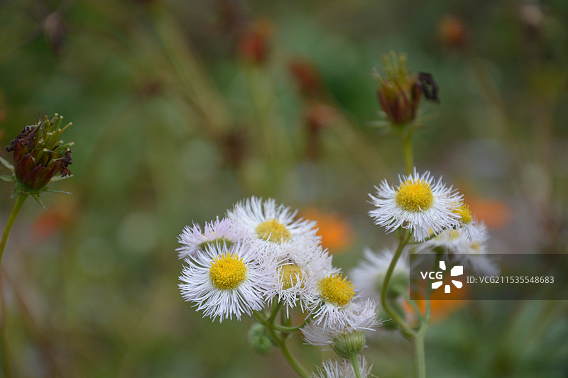 上海嘉北郊野公园图片素材