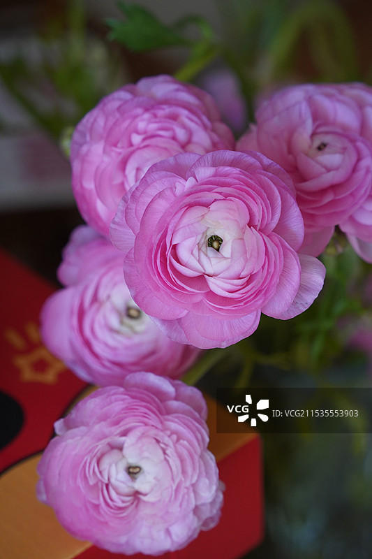 洋牡丹图片素材