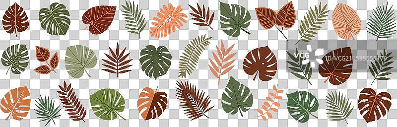 热带不同类型的异国情调叶子组合，孤立展示图片素材