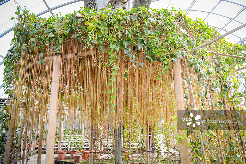 垂帘下的锦屏藤图片素材