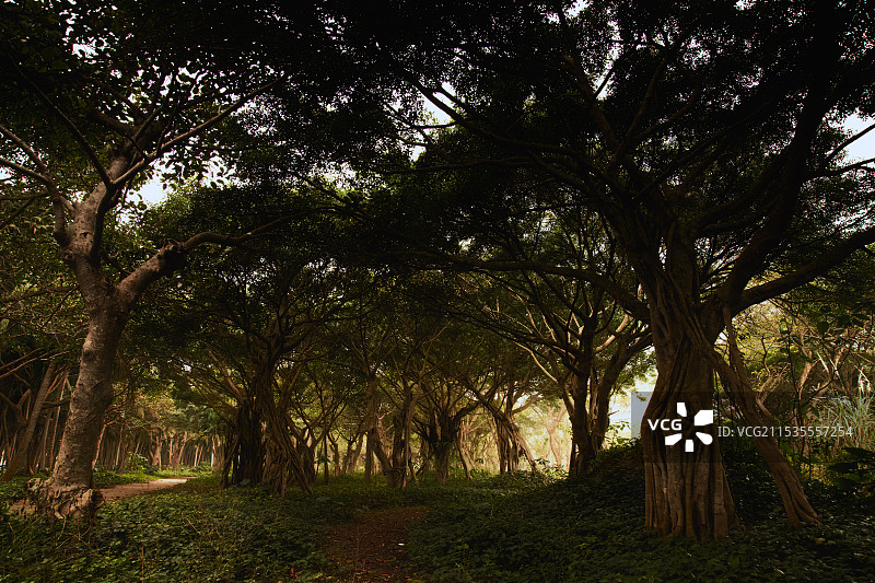 原始森林图片素材