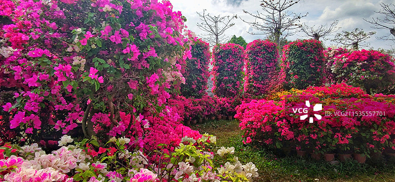 海南昌江聚源花卉博览园图片素材
