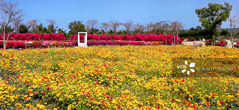 海南昌江聚源花卉博览园图片素材