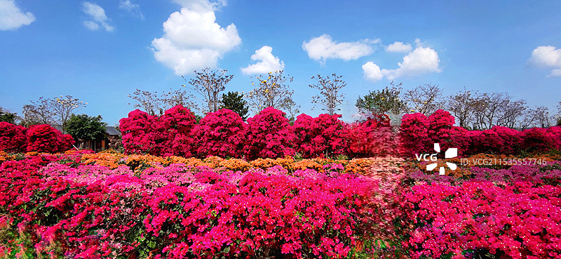 海南昌江聚源花卉博览园图片素材