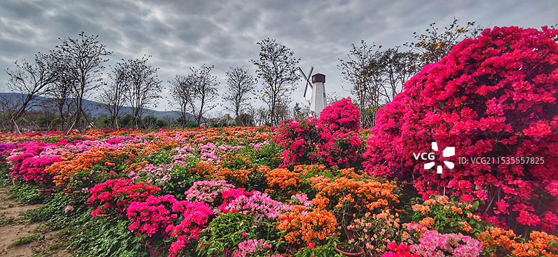海南昌江聚源花卉博览园图片素材