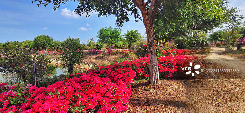 海南昌江聚源花卉博览园图片素材
