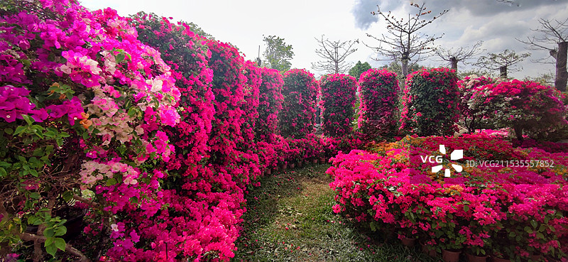 海南昌江聚源花卉博览园图片素材