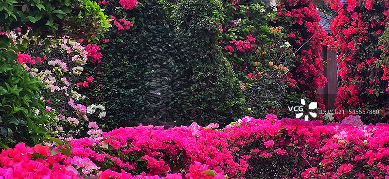 海南昌江聚源花卉博览园图片素材