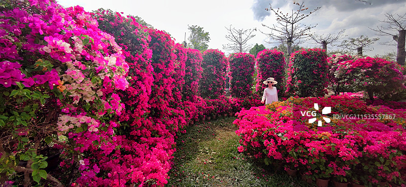 海南昌江聚源花卉博览园图片素材