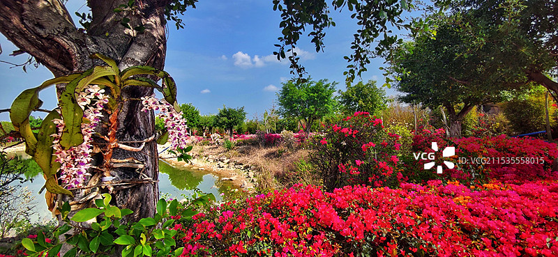 海南昌江聚源花卉博览园图片素材