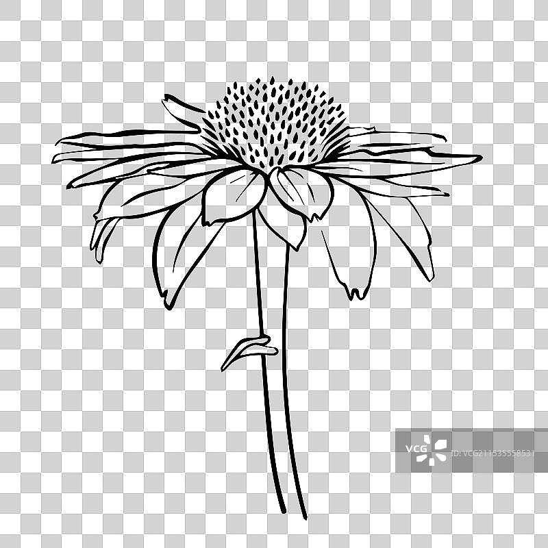 紫锥花轮廓手绘图图片素材