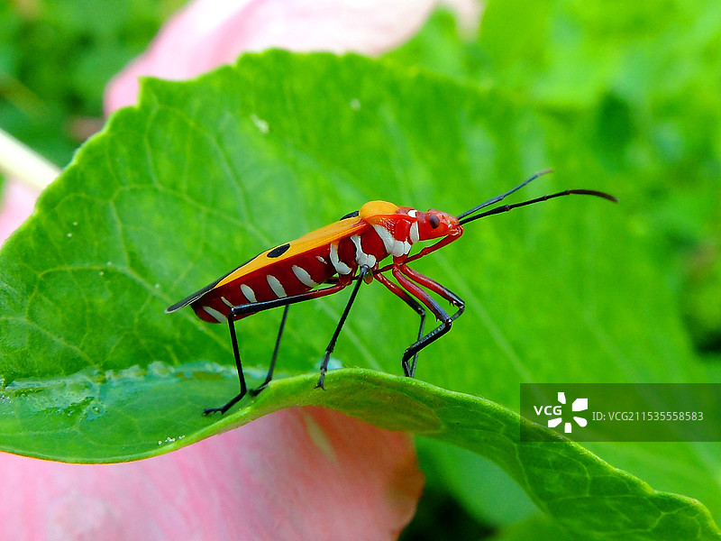 树叶上红黑相间的昆虫红蝽图片素材