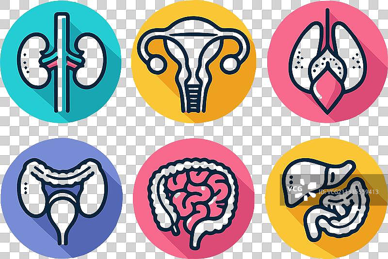 六个人体内部器官图片素材