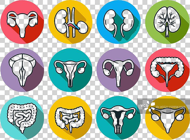 六个人体内部器官图片素材