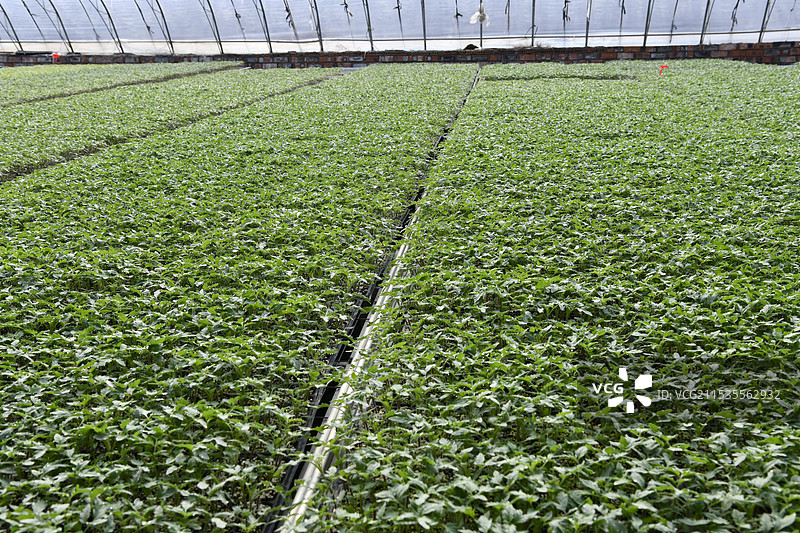 山东枣庄山亭区龙潭家庭农场育苗棚内茁壮成长的番茄苗图片素材