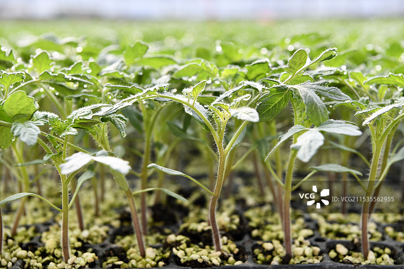 山东枣庄山亭区龙潭家庭农场育苗棚内茁壮成长的番茄苗图片素材