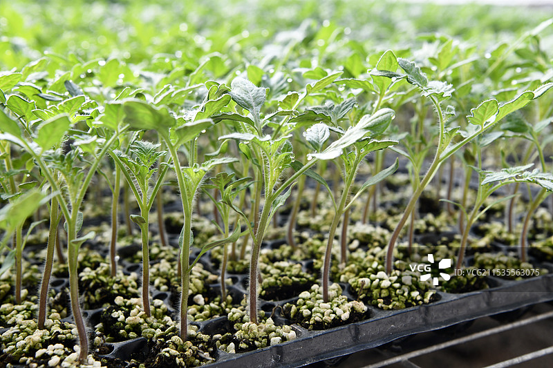 山东枣庄山亭区龙潭家庭农场育苗棚内茁壮成长的番茄苗图片素材