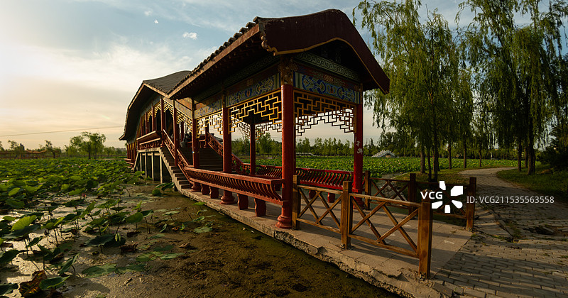 荷花池塘美不胜收（新疆五家渠市）图片素材