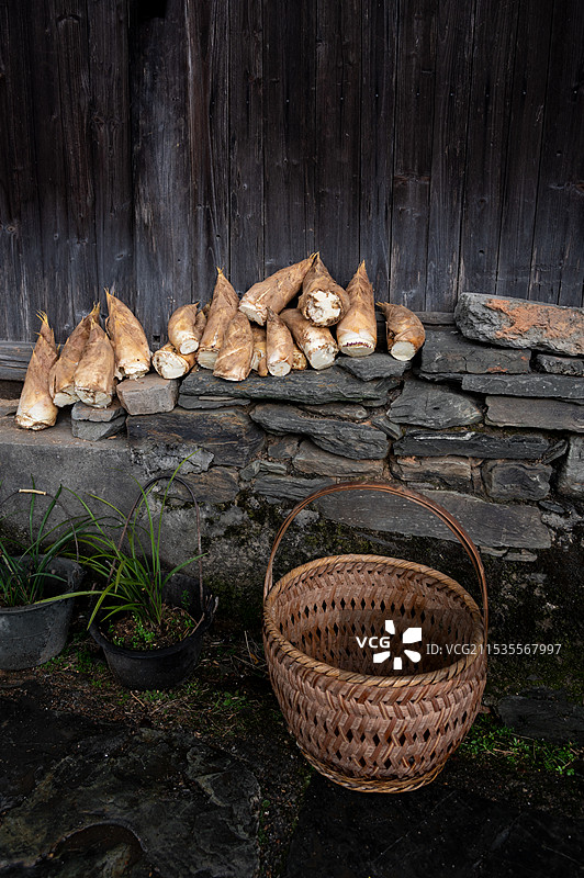 婺源古村落  春天的鲜笋图片素材