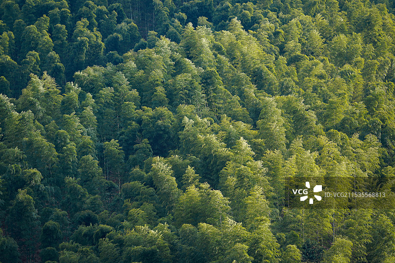 竹林图片素材