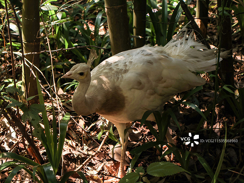 都江堰熊猫谷白孔雀特写图片素材