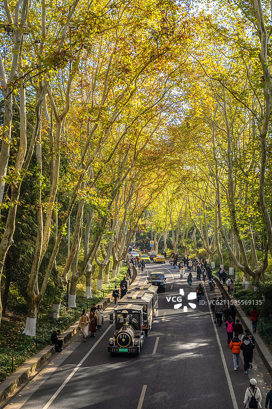 南京中山陵景区陵园路梧桐大道秋天航拍全景图片素材