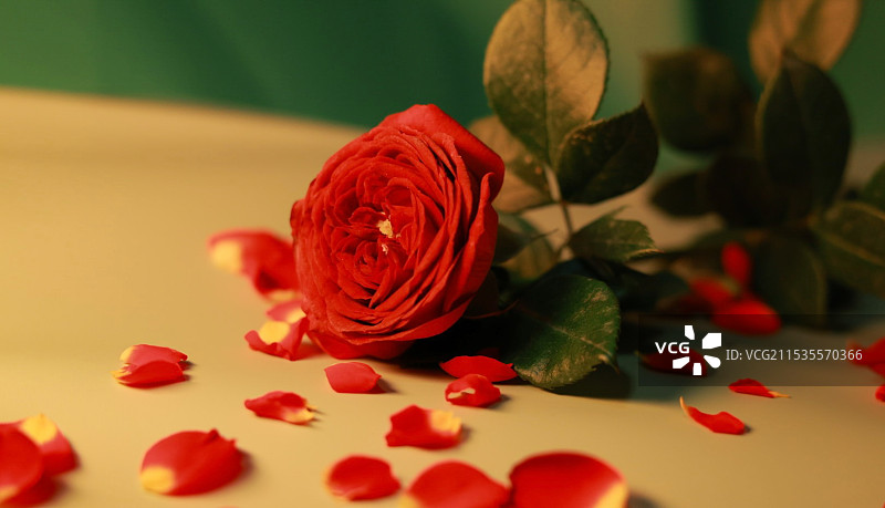 泡泡玫瑰图片素材