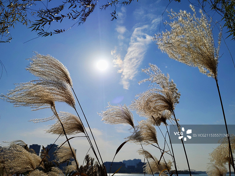 阳光照耀下 随风摆动的 芦苇  荻花  青山碧水蓝天 逆光 光影图片素材