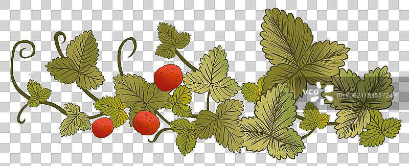 野外野生蛇莓植物图片素材