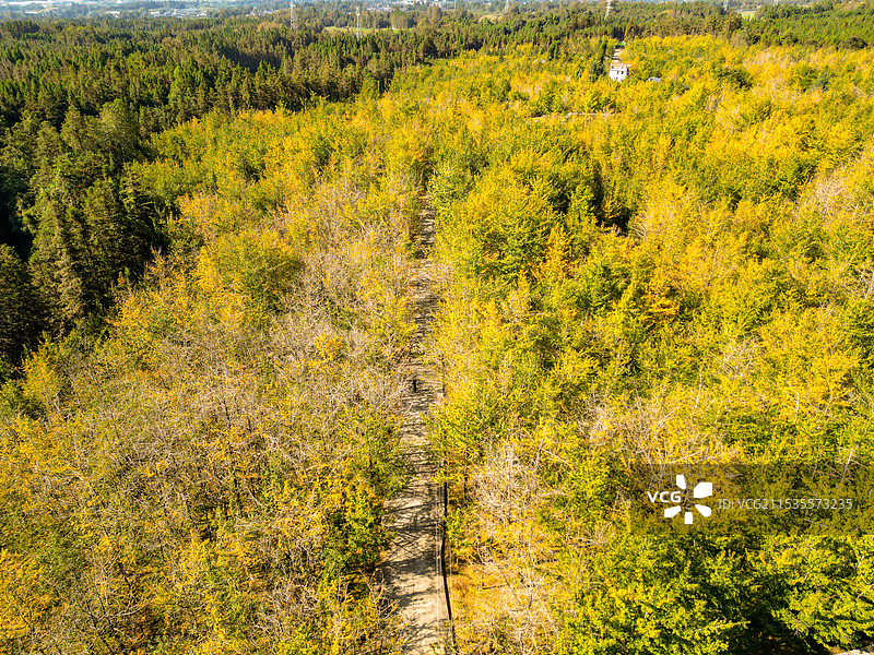 云南腾冲中和镇银杏林图片素材